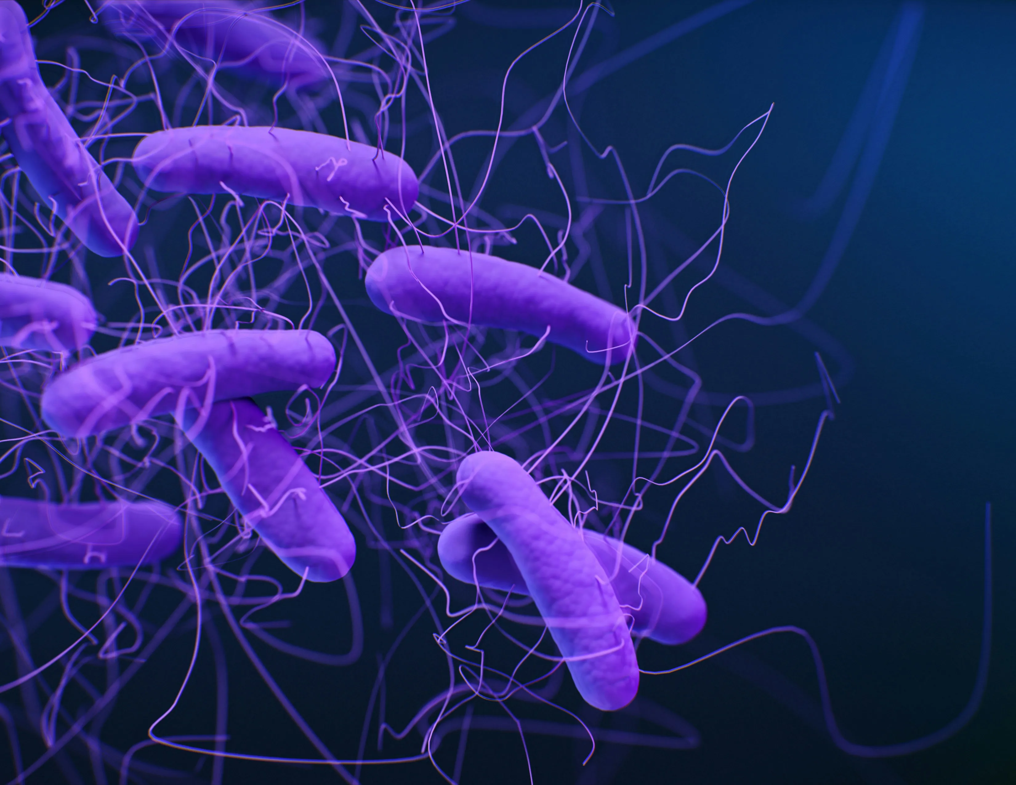 Bacterias de legionella vistas al microscopio